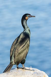 Brandt's Cormorant portrait, Phalacrocorax penicillatus, La Jolla, California