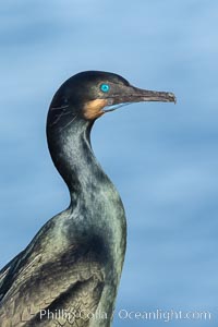 Brandt's Cormorant portrait, Phalacrocorax penicillatus, La Jolla, California