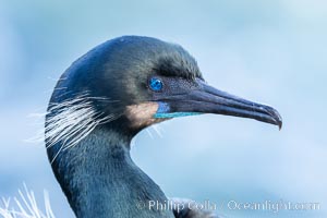 Brandt's Cormorant portrait, Phalacrocorax penicillatus, La Jolla, California