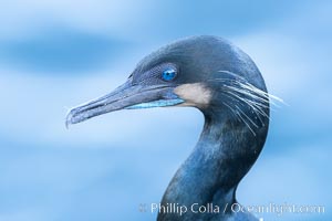 Brandt's Cormorant portrait, Phalacrocorax penicillatus, La Jolla, California