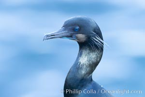 Brandt's Cormorant portrait, Phalacrocorax penicillatus, La Jolla, California