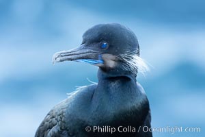 Brandt's Cormorant portrait, set against the Pacific Ocean, Phalacrocorax penicillatus, La Jolla, California