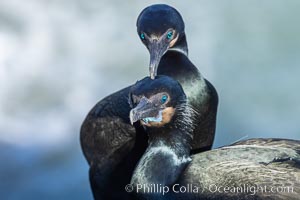 Brandt's Cormorant portrait, set against the Pacific Ocean, Phalacrocorax penicillatus, La Jolla, California