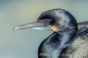 Brandt's Cormorant portrait, set against the Pacific Ocean, Phalacrocorax penicillatus, La Jolla, California