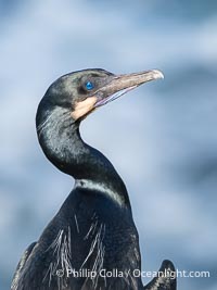 Brandt's Cormorant portrait in afternoon sun with ocean whitewash in the background, Phalacrocorax penicillatus, La Jolla, California