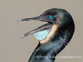 Brandt's Cormorant portrait, blue eye, blue throat and white pin feathers, La Jolla, Phalacrocorax penicillatus