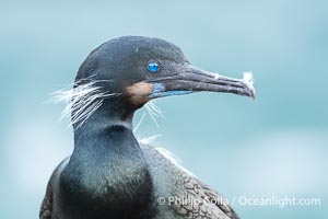 Brandt's Cormorant portrait in shade with ocean in the background. Its striking blue eyes and throat can be seen, along with thin white feathers on its checks and shoulders. A bit of fluff is on its beak after it has been preening its feathers, Phalacrocorax penicillatus, La Jolla, California