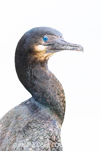 Brandt's Cormorant Portrait in Overcast Light, Phalacrocorax penicillatus, La Jolla, California