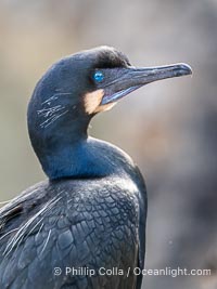 Brandt's Cormorant Portrait Overcast Light on La Jolla Cliffs, Brandt's cormorants gather in winter and early spring to nest and rear their chicks on the cliffs near La Jolla, Phalacrocorax penicillatus
