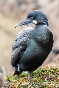 Brandt's Cormorant Portrait Overcast Light on La Jolla Cliffs, Brandt's cormorants gather in winter and early spring to nest and rear their chicks on the cliffs near La Jolla, Phalacrocorax penicillatus