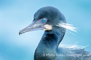 Brandt's Cormorant Portrait Overcast Light on La Jolla Cliffs, Brandt's cormorants gather in winter and early spring to nest and rear their chicks on the cliffs near La Jolla, Phalacrocorax penicillatus
