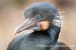 Brandt's Cormorant Portrait with Breeding Plumage, with blue throat and white feathers on each side of the head, Phalacrocorax penicillatus, La Jolla, California