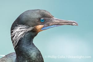 Brandt's Cormorant Portrait with Breeding Plumage, with blue throat and white feathers on each side of the head, Phalacrocorax penicillatus, La Jolla, California