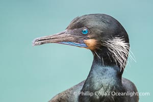 Brandt's Cormorant Portrait with Breeding Plumage, with blue throat and white feathers on each side of the head, Phalacrocorax penicillatus, La Jolla, California