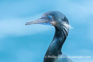 Brandt's Cormorant Portrait with Breeding Plumage, with blue throat and white feathers on each side of the head, Phalacrocorax penicillatus, La Jolla, California