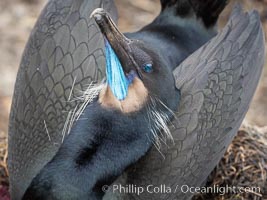 Brandt's Cormorant Skypointing, Courtship Display, La Jolla, Phalacrocorax penicillatus