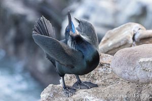 Brandt's Cormorant Skypointing, Courtship Display, La Jolla, Phalacrocorax penicillatus