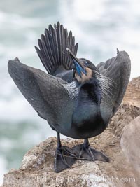 Brandt's Cormorant Skypointing, Courtship Display, La Jolla, Phalacrocorax penicillatus