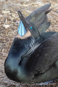 Brandt's Cormorant Skypointing, Courtship Display, La Jolla, Phalacrocorax penicillatus