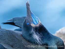 Male Brandt's Cormorant Skypointing, a Courtship Display, La Jolla, Phalacrocorax penicillatus