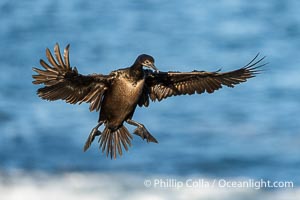 Brandt's Cormorant Spreading Wings to Land on sea cliffs overlooking the Pacific Ocean, Phalacrocorax penicillatus, La Jolla, California