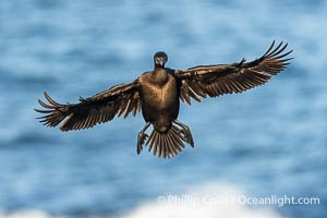 Brandt's Cormorant Spreading Wings to Land on sea cliffs overlooking the Pacific Ocean, Phalacrocorax penicillatus, La Jolla, California