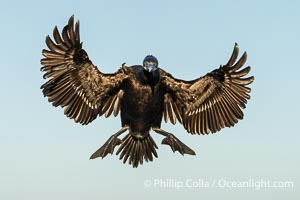 Brandt's Cormorant Spreading Wings to Land on sea cliffs overlooking the Pacific Ocean, Phalacrocorax penicillatus, La Jolla, California