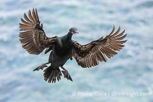 Brandt's Cormorant Spreading Wings to Land on sea cliffs overlooking the Pacific Ocean, Phalacrocorax penicillatus, La Jolla, California