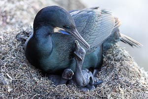 Brandts Cormorant and chick on the nest, nesting material composed of kelp and sea weed, La Jolla, Phalacrocorax penicillatus