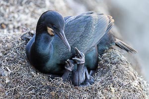 Brandts Cormorant and chick on the nest, nesting material composed of kelp and sea weed, La Jolla, Phalacrocorax penicillatus