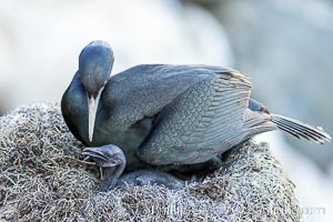 Brandts Cormorant and chick on the nest, nesting material composed of kelp and sea weed, La Jolla, Phalacrocorax penicillatus