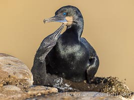 Brandts Cormorant and chick on the nest, nesting material composed of kelp and sea weed, La Jolla, Phalacrocorax penicillatus
