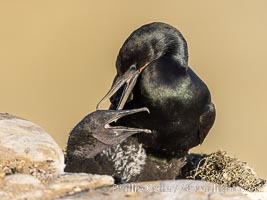 Brandts Cormorant and chick on the nest, nesting material composed of kelp and sea weed, La Jolla, Phalacrocorax penicillatus