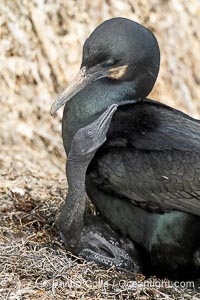 Brandts Cormorant and chick on the nest, nesting material composed of kelp and sea weed, La Jolla, Phalacrocorax penicillatus