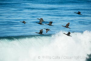 Brandt's cormorants flying over a breaking wave, Phalacrocorax penicillatus, La Jolla, California