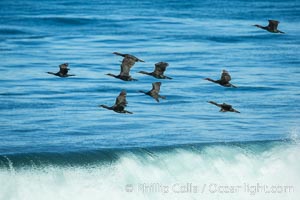 Brandt's cormorants flying over a breaking wave