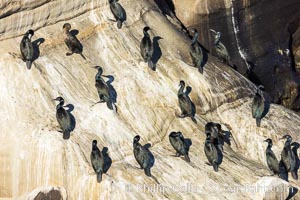 Brandt's Cormorants Gather on Ocean Cliffs in La Jolla, Phalacrocorax penicillatus