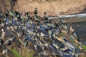 Brandt's Cormorants Gather on Ocean Cliffs, La Jolla, Phalacrocorax penicillatus