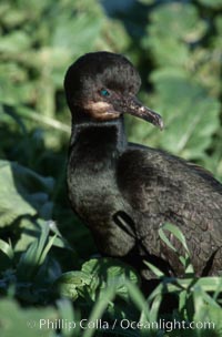 Brandts cormorant.