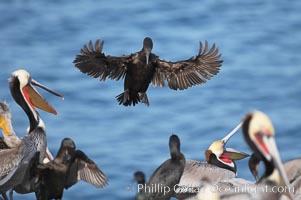 Brandts cormorant spreads its wings wide as it slows before landing on seacliffs alongside California brown pelicans, Pelecanus occidentalis, Pelecanus occidentalis californicus, La Jolla