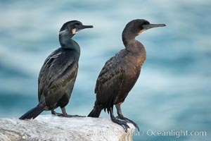 Brandt's cormorant, Phalacrocorax penicillatus, La Jolla, California