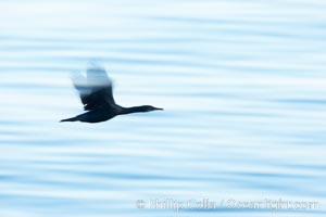 Brandt's cormorant in flight over ocean, early morning.