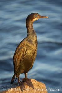 Brandt's cormorant in early morning golden sunrise light, on the Monterey breakwater rocks.