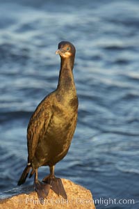 Brandt's cormorant in early morning golden sunrise light, on the Monterey breakwater rocks.