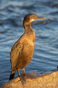 Brandt's cormorant in early morning golden sunrise light, on the Monterey breakwater rocks.