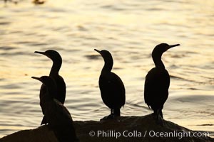 Brandt's cormorant in early morning golden sunrise light, on the Monterey breakwater rocks.