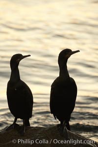 Brandt's cormorant in early morning golden sunrise light, on the Monterey breakwater rocks.