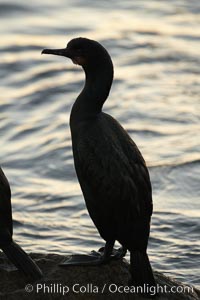 Brandt's cormorant in early morning golden sunrise light, on the Monterey breakwater rocks.