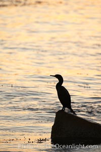 Brandt's cormorant in early morning golden sunrise light, on the Monterey breakwater rocks.