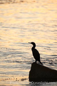 Brandt's cormorant in early morning golden sunrise light, on the Monterey breakwater rocks, Phalacrocorax penicillatus